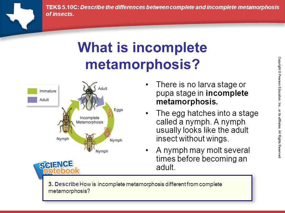 What is incomplete metamorphosis