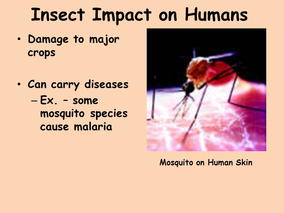 Insect Impact on Humans
