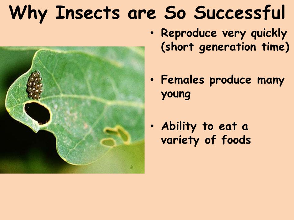 Why Insects are So Successful