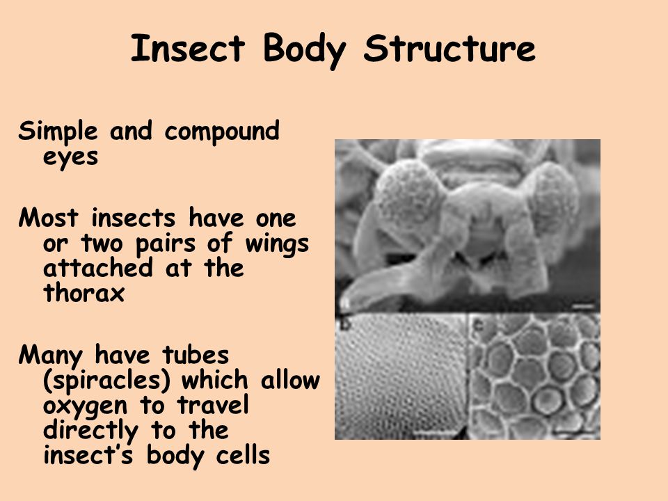 Insect Body Structure Simple and compound eyes