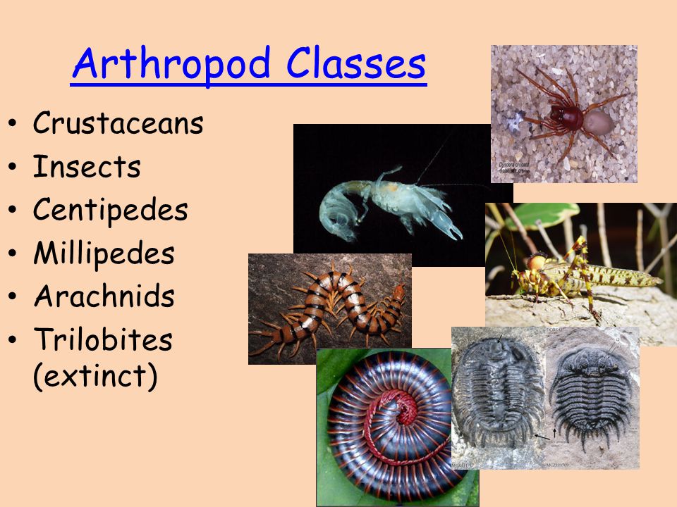 Arthropod Classes Crustaceans Insects Centipedes Millipedes Arachnids