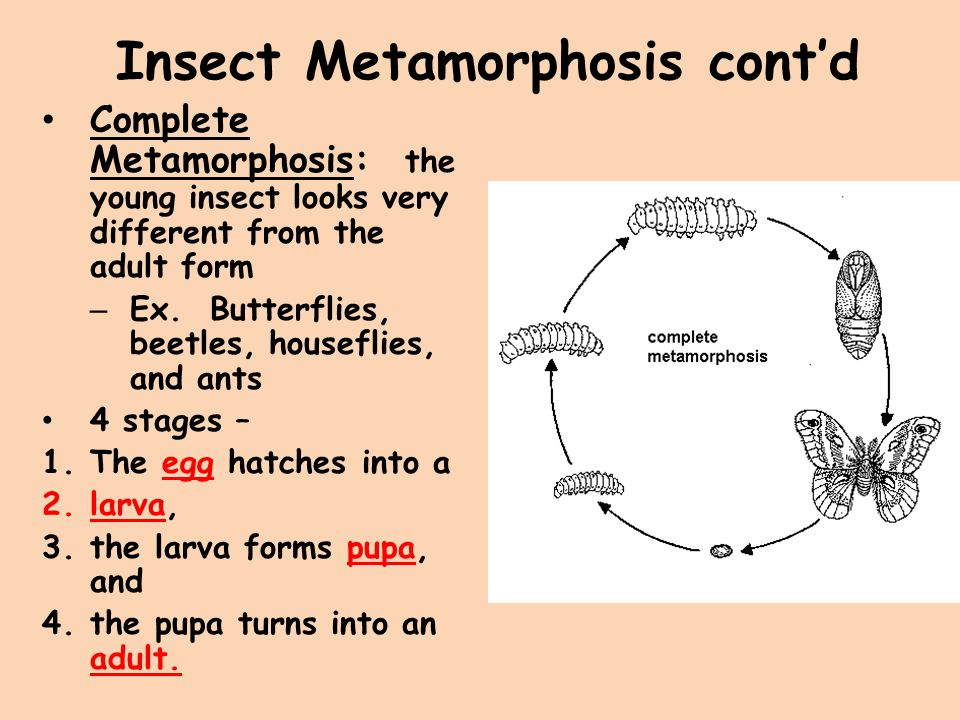 Insect Metamorphosis cont’d