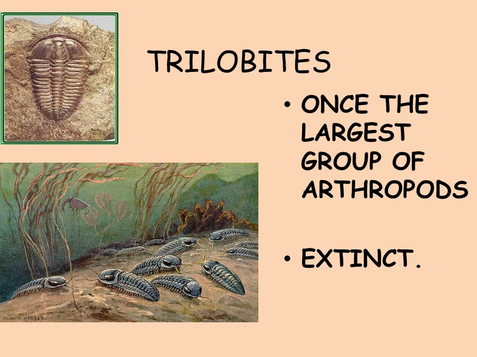 TRILOBITES ONCE THE LARGEST GROUP OF ARTHROPODS EXTINCT.