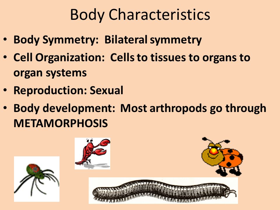 Body Characteristics Body Symmetry: Bilateral symmetry