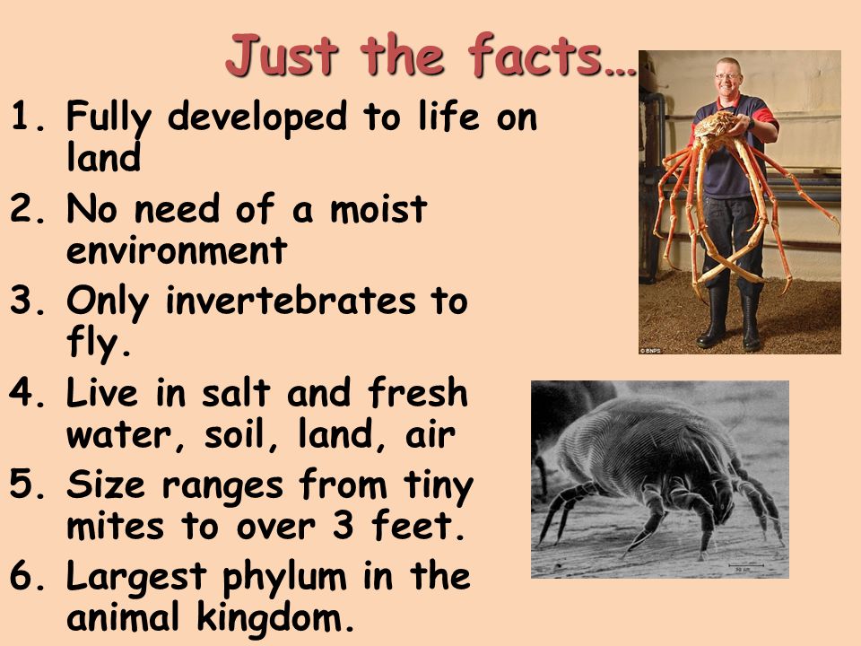 Just the facts… Fully developed to life on land