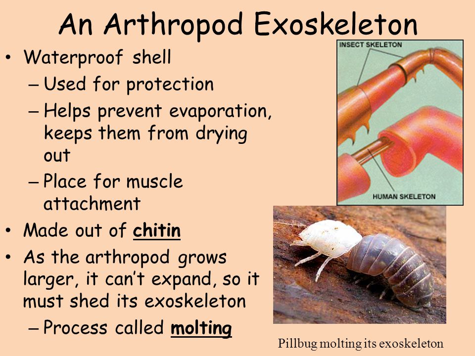 An Arthropod Exoskeleton