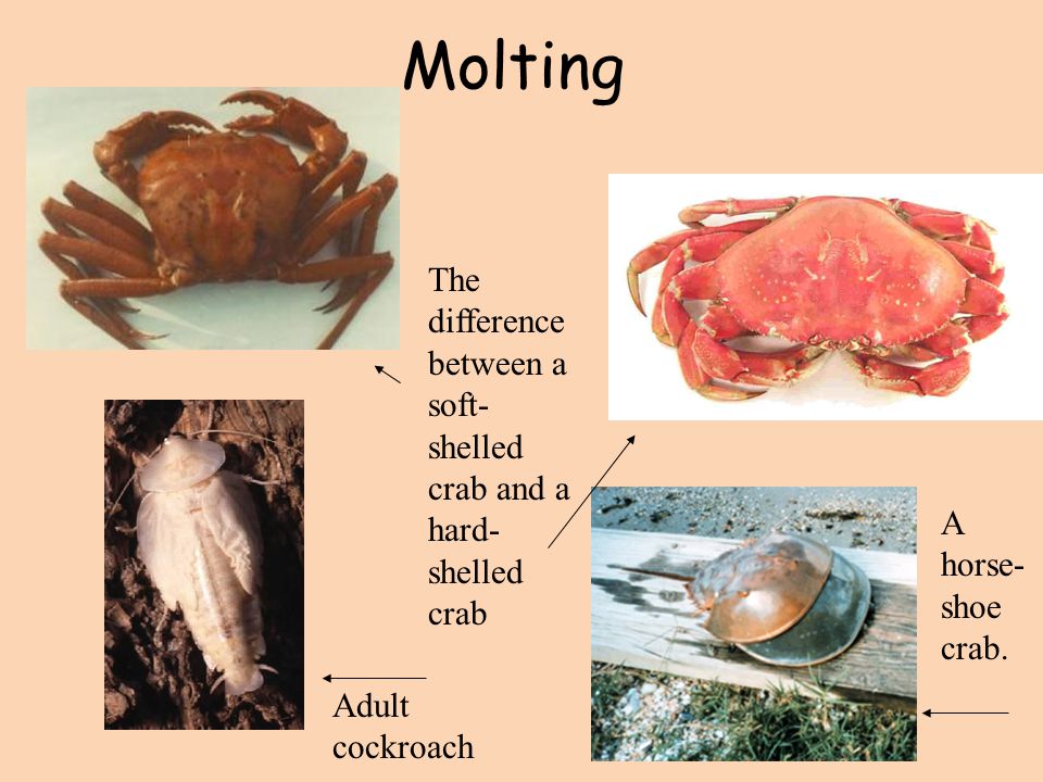 Molting The difference between a soft-shelled crab and a hard-shelled crab.