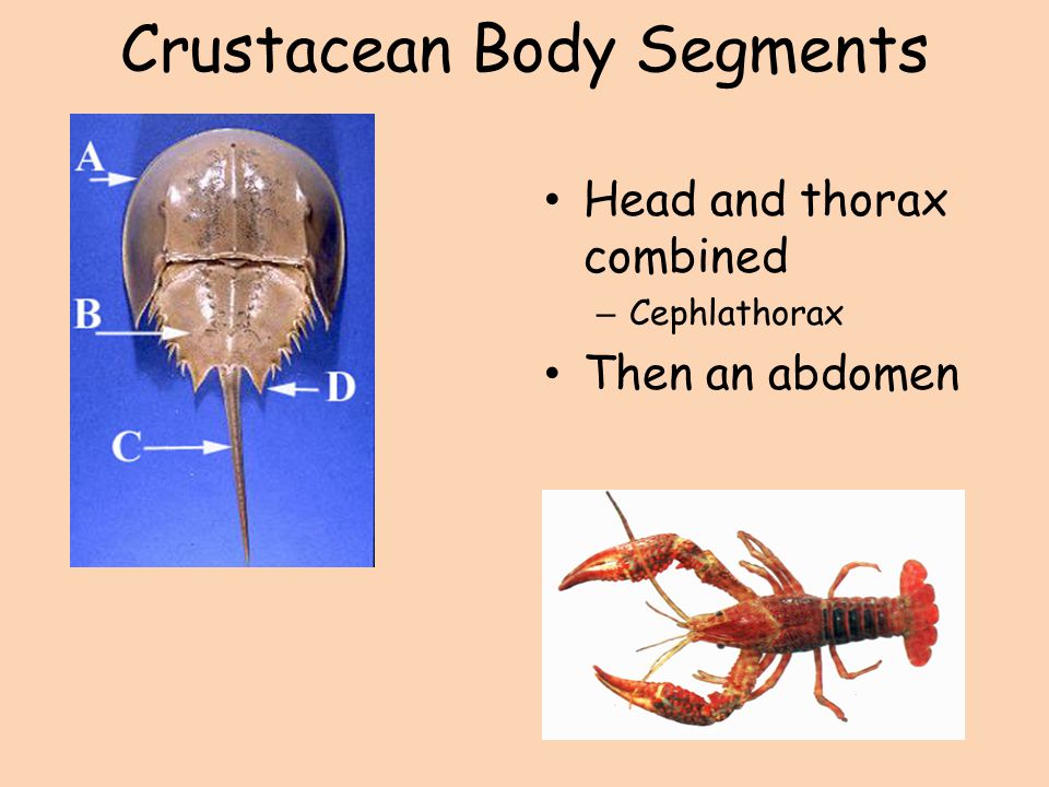 Crustacean Body Segments