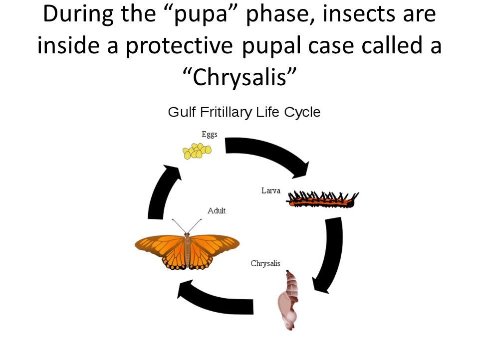 During the pupa phase, insects are inside a protective pupal case called a Chrysalis