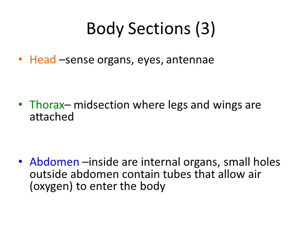 Body Sections (3) Head –sense organs, eyes, antennae