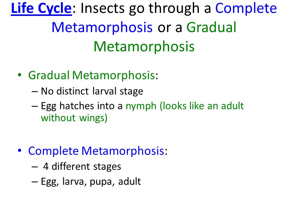 Life Cycle: Insects go through a Complete Metamorphosis or a Gradual Metamorphosis