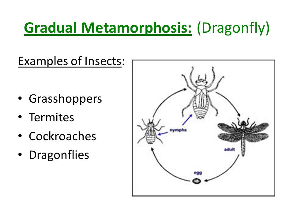 Gradual Metamorphosis: (Dragonfly)