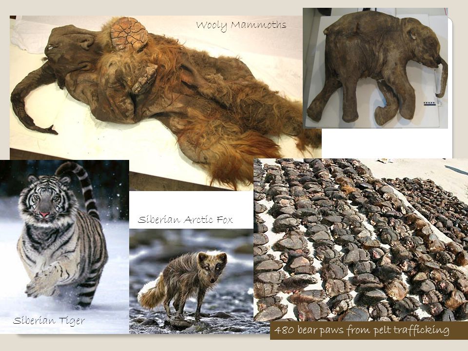 Wooly Mammoths Siberian Arctic Fox Siberian Tiger 480 bear paws from pelt trafficking