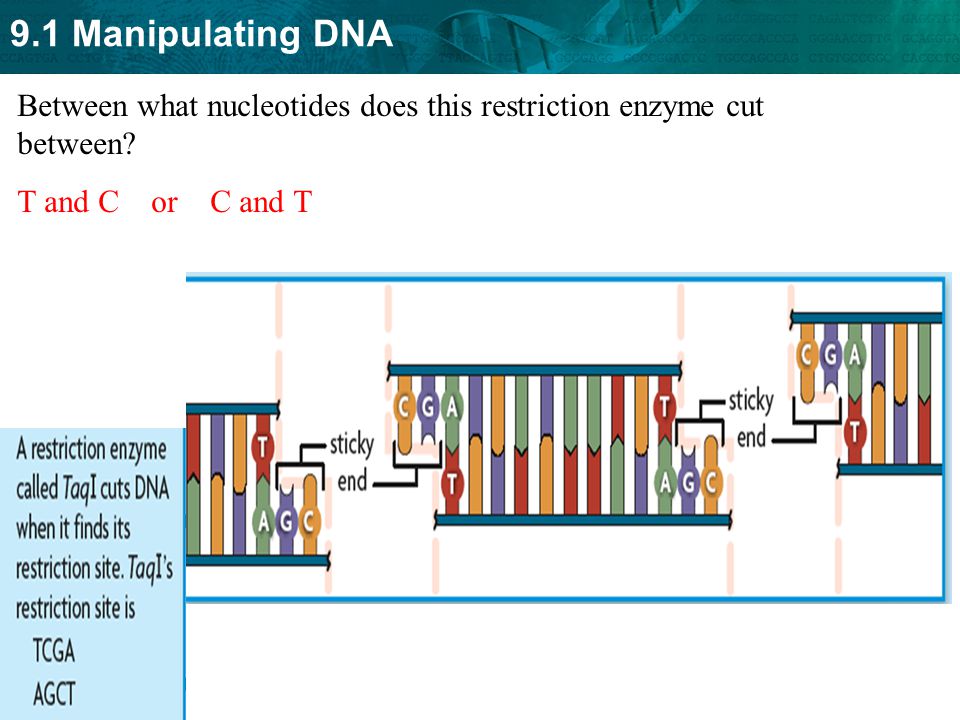 Between what nucleotides does this restriction enzyme cut between