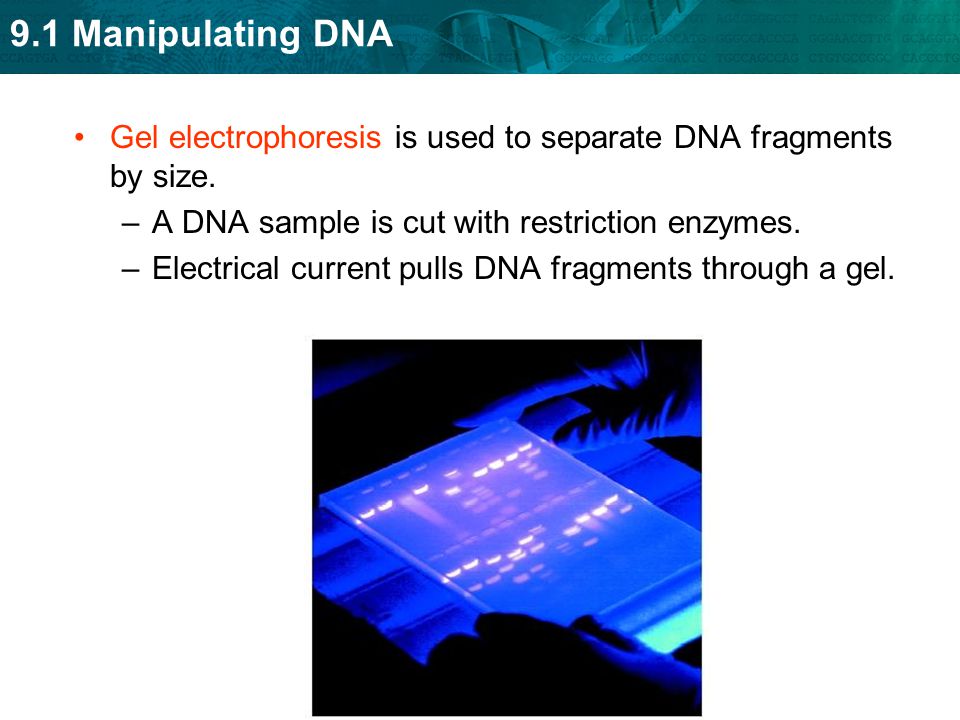 Gel electrophoresis is used to separate DNA fragments by size.