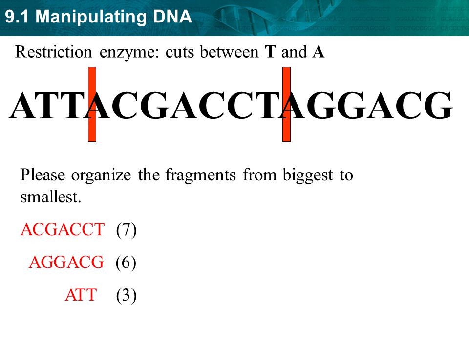 ATTACGACCTAGGACG Restriction enzyme: cuts between T and A