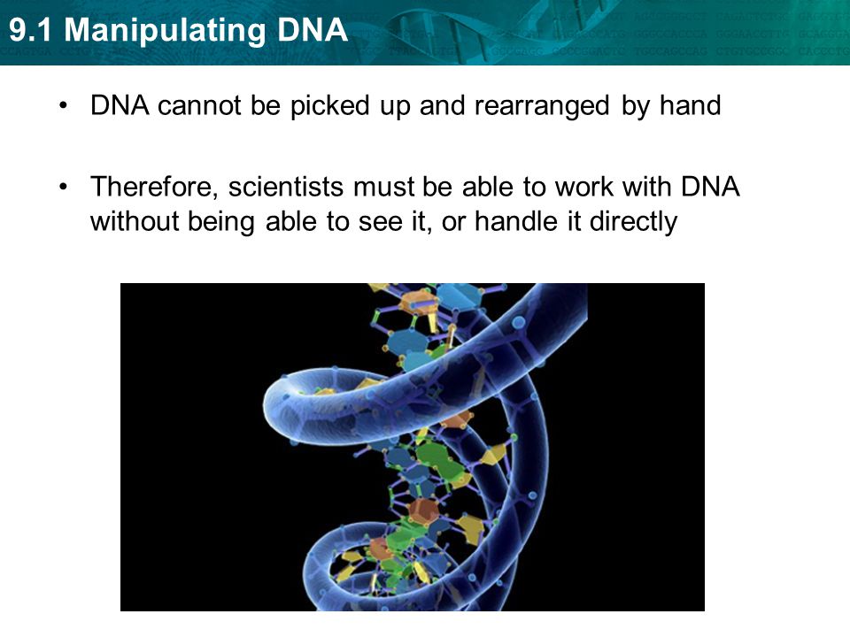 DNA cannot be picked up and rearranged by hand
