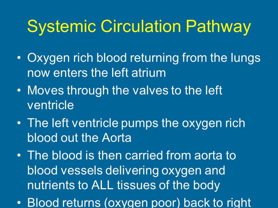 Systemic Circulation Pathway