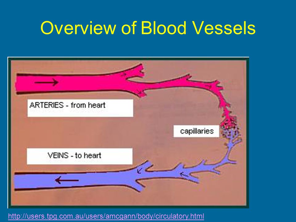 Overview of Blood Vessels