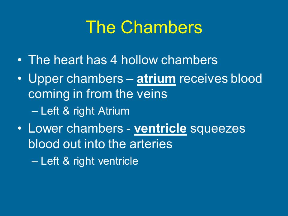 The Chambers The heart has 4 hollow chambers