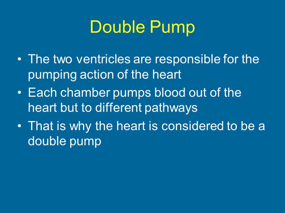 Double Pump The two ventricles are responsible for the pumping action of the heart.