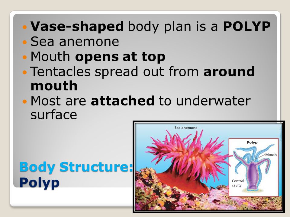 Vase-shaped body plan is a POLYP