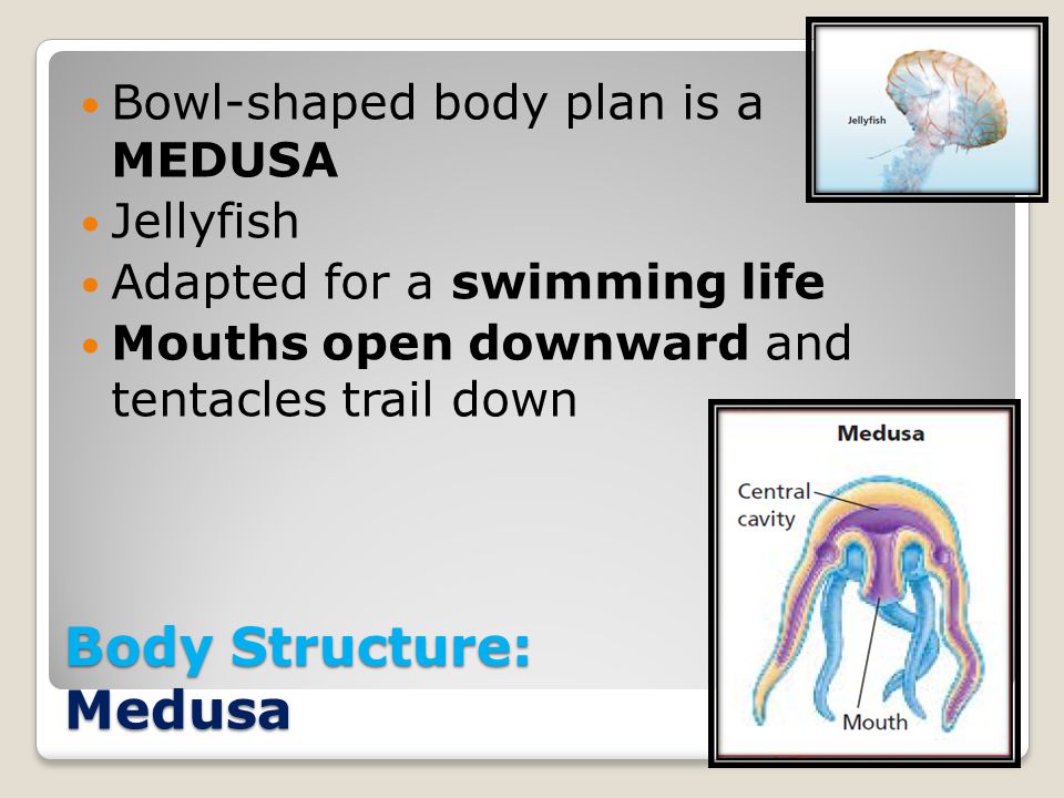 Body Structure: Medusa
