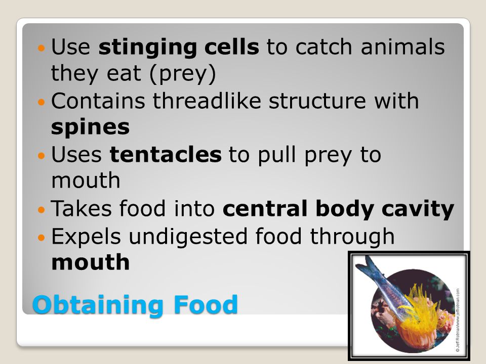 Obtaining Food Use stinging cells to catch animals they eat (prey)