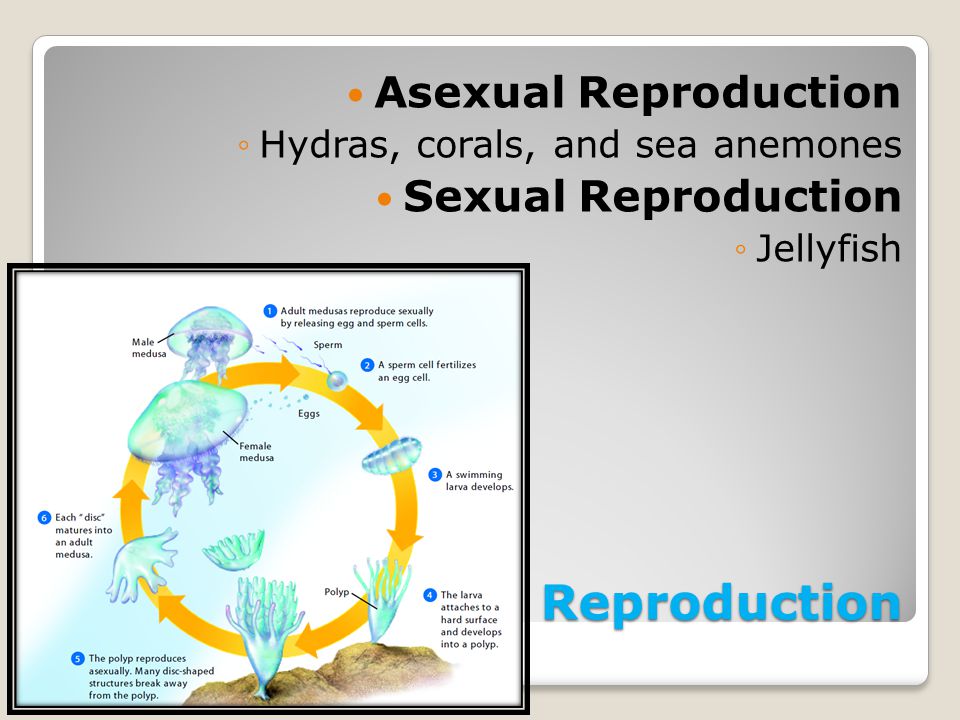 Reproduction Asexual Reproduction Sexual Reproduction