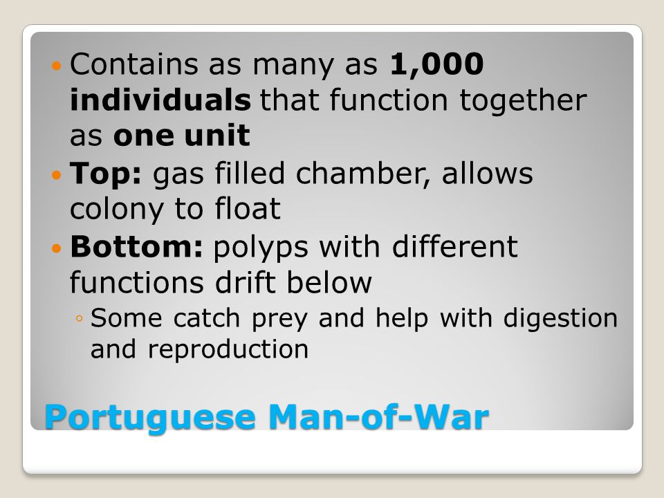 Portuguese Man-of-War