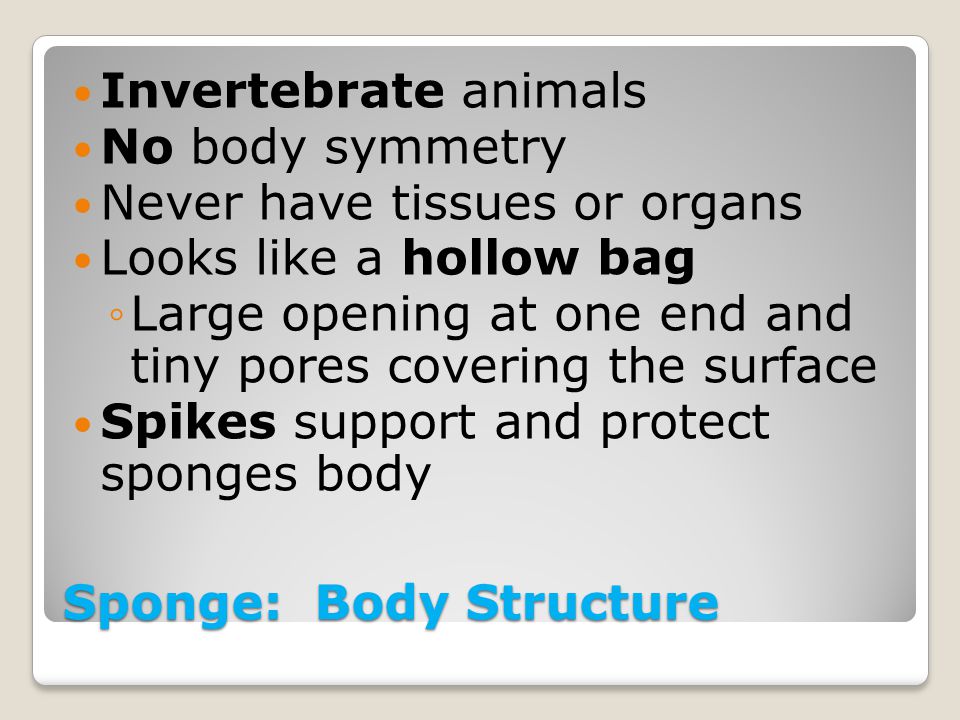 Sponge: Body Structure