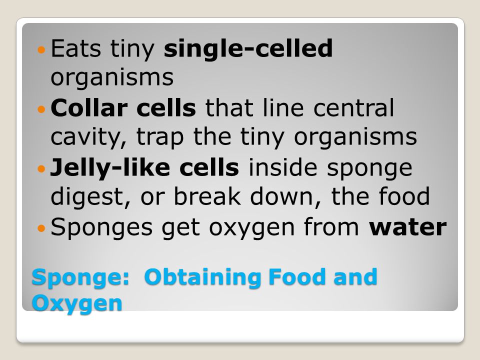 Sponge: Obtaining Food and Oxygen