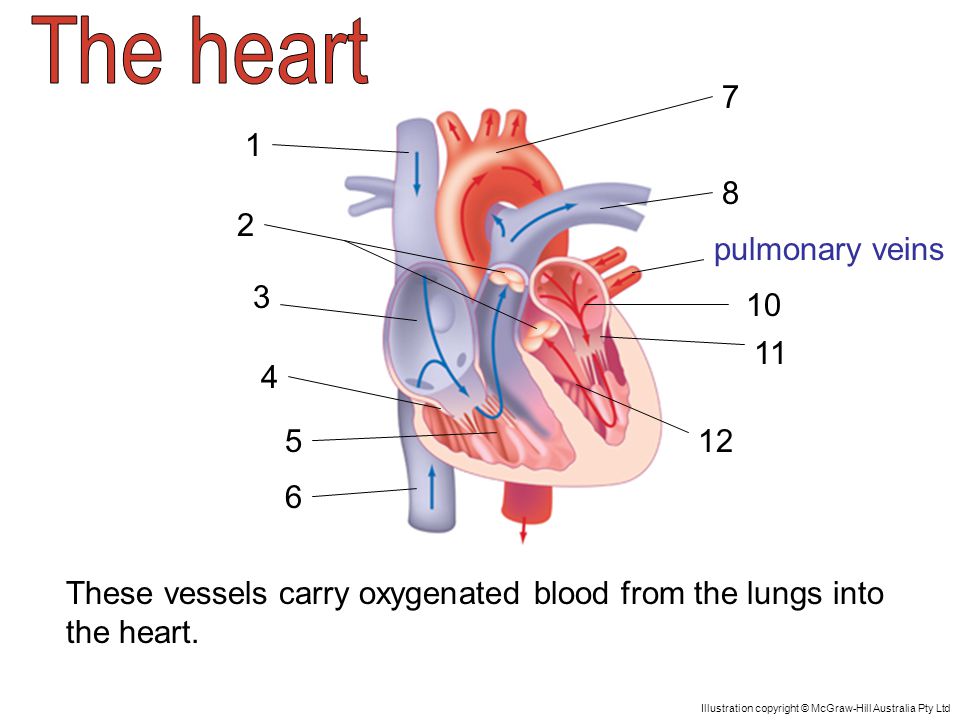 pulmonary veins These vessels carry oxygenated blood from the lungs into the heart.