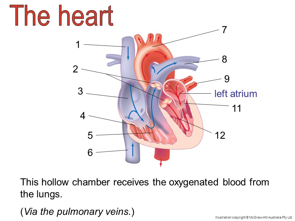 left atrium This hollow chamber receives the oxygenated blood from the lungs.