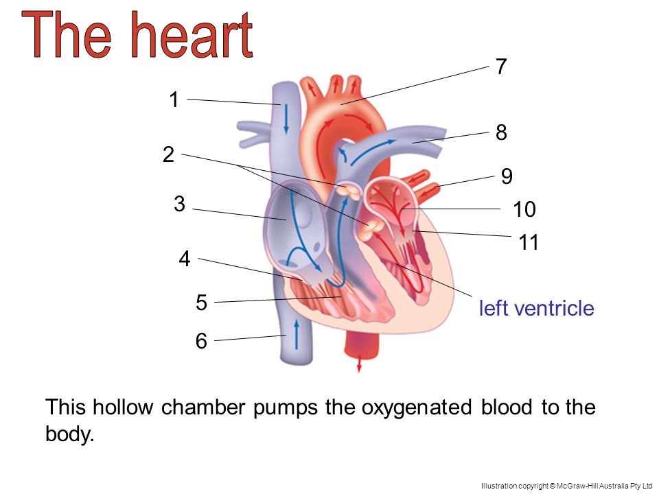 left ventricle This hollow chamber pumps the oxygenated blood to the body.