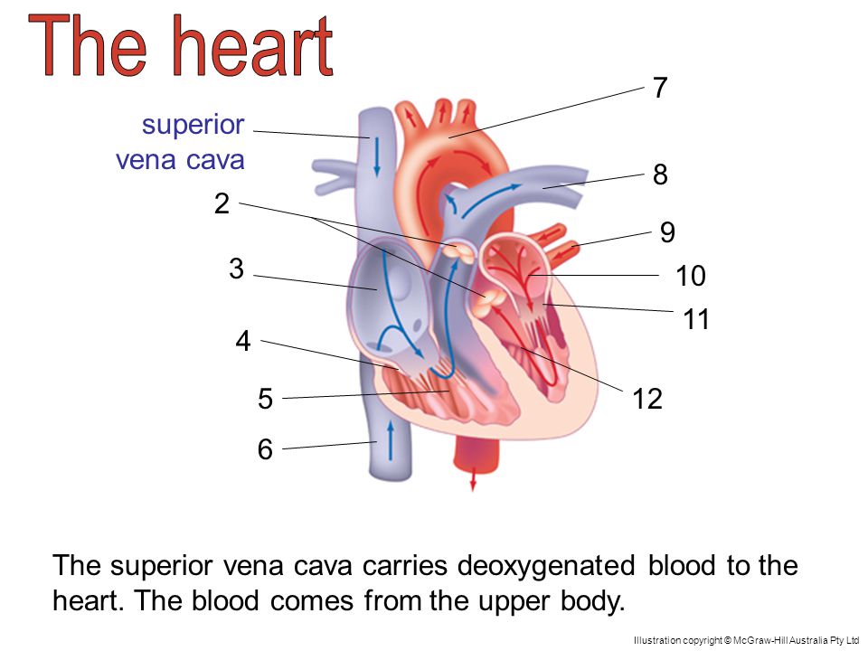 superior vena cava The superior vena cava carries deoxygenated blood to the heart.