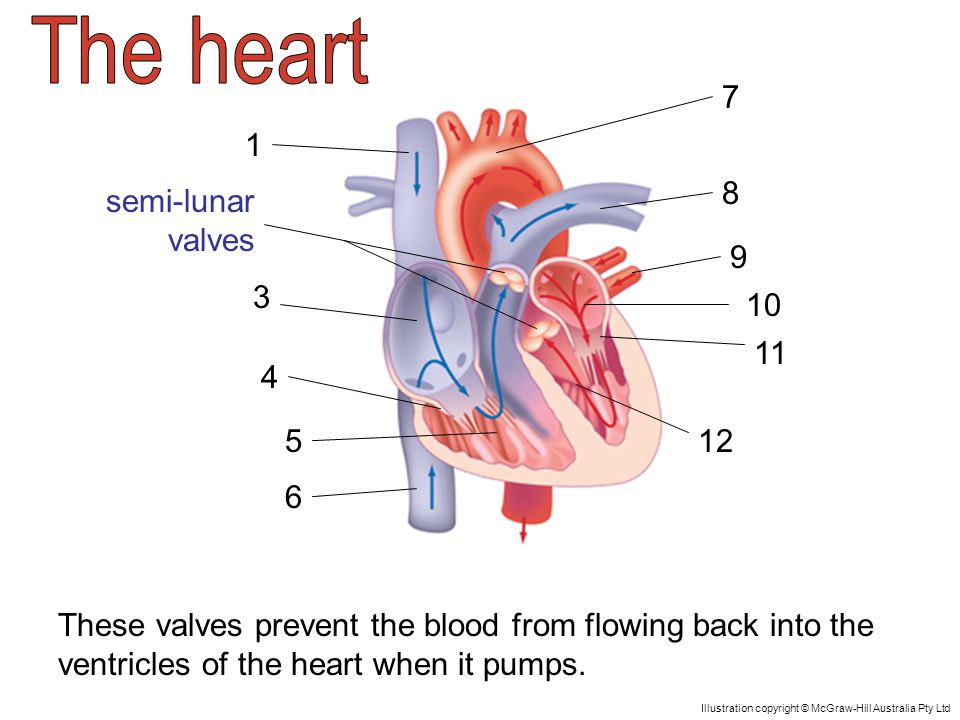 semi-lunar valves These valves prevent the blood from flowing back into the ventricles of the heart when it pumps.