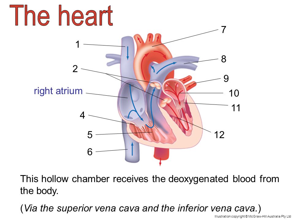 right atrium This hollow chamber receives the deoxygenated blood from the body.