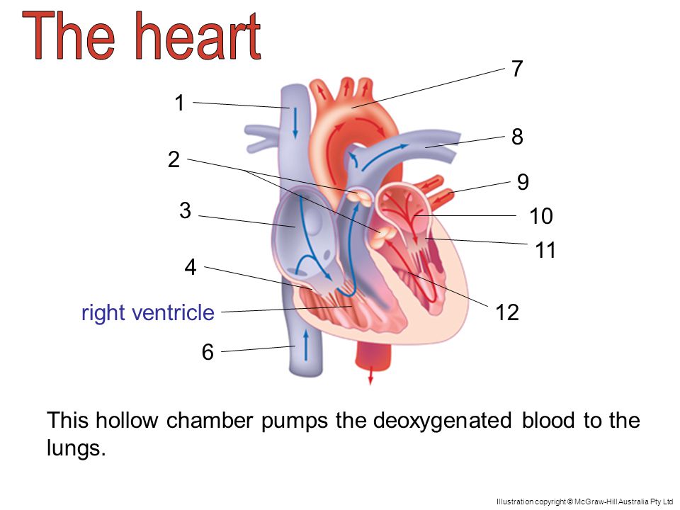 right ventricle This hollow chamber pumps the deoxygenated blood to the lungs.