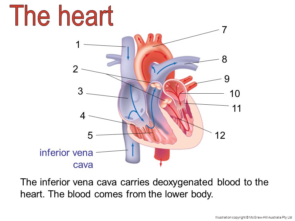 inferior vena cava The inferior vena cava carries deoxygenated blood to the heart.