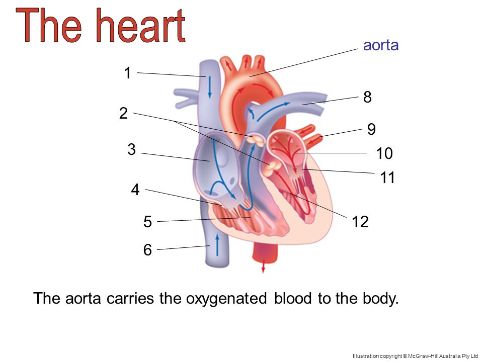 aorta The aorta carries the oxygenated blood to the body.