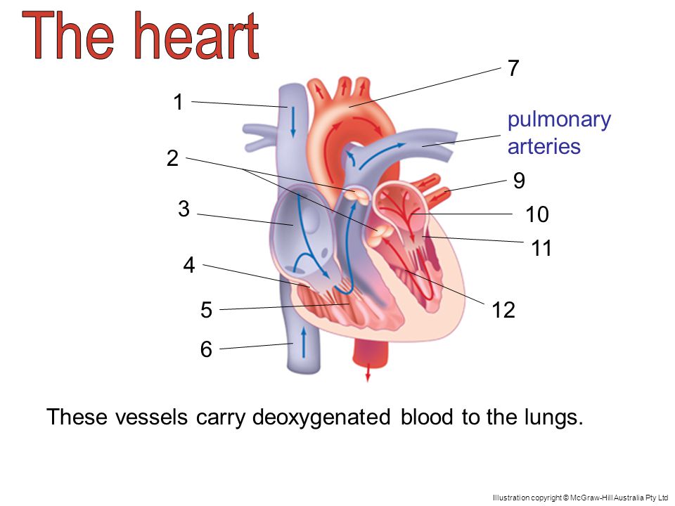 pulmonary arteries These vessels carry deoxygenated blood to the lungs.