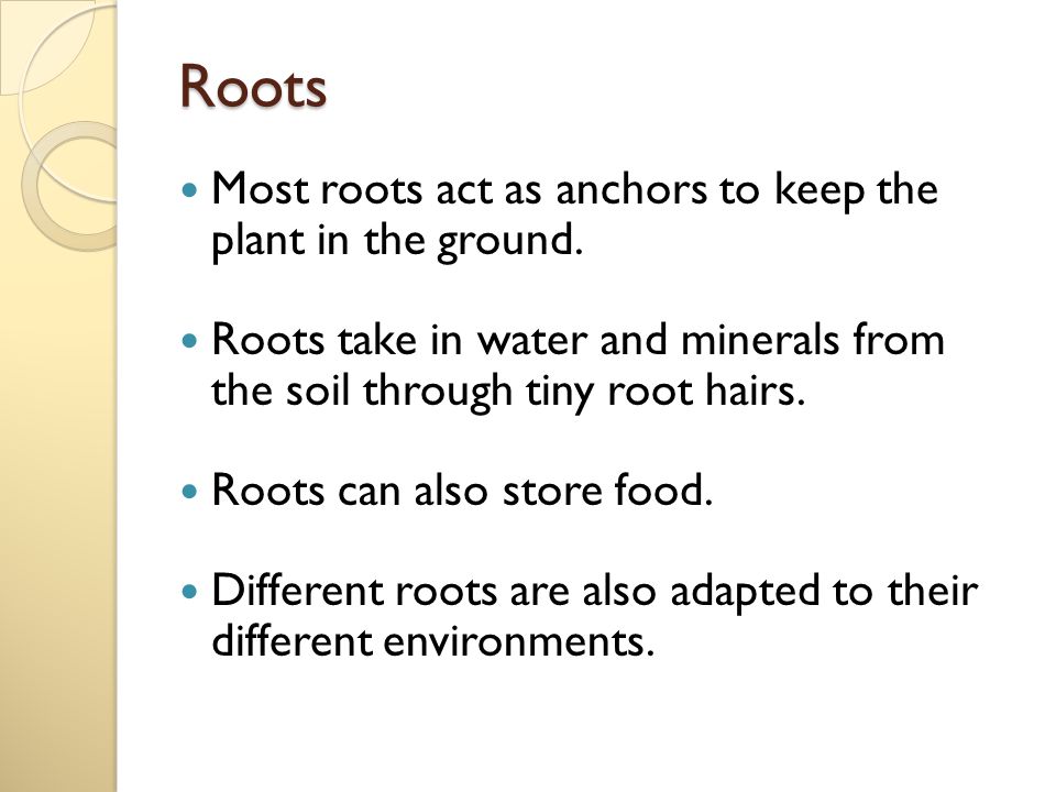 Roots Most roots act as anchors to keep the plant in the ground.