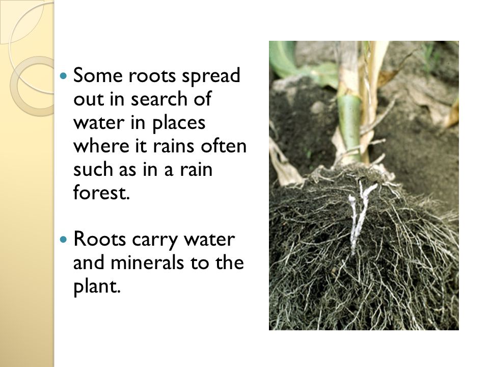 Some roots spread out in search of water in places where it rains often such as in a rain forest.