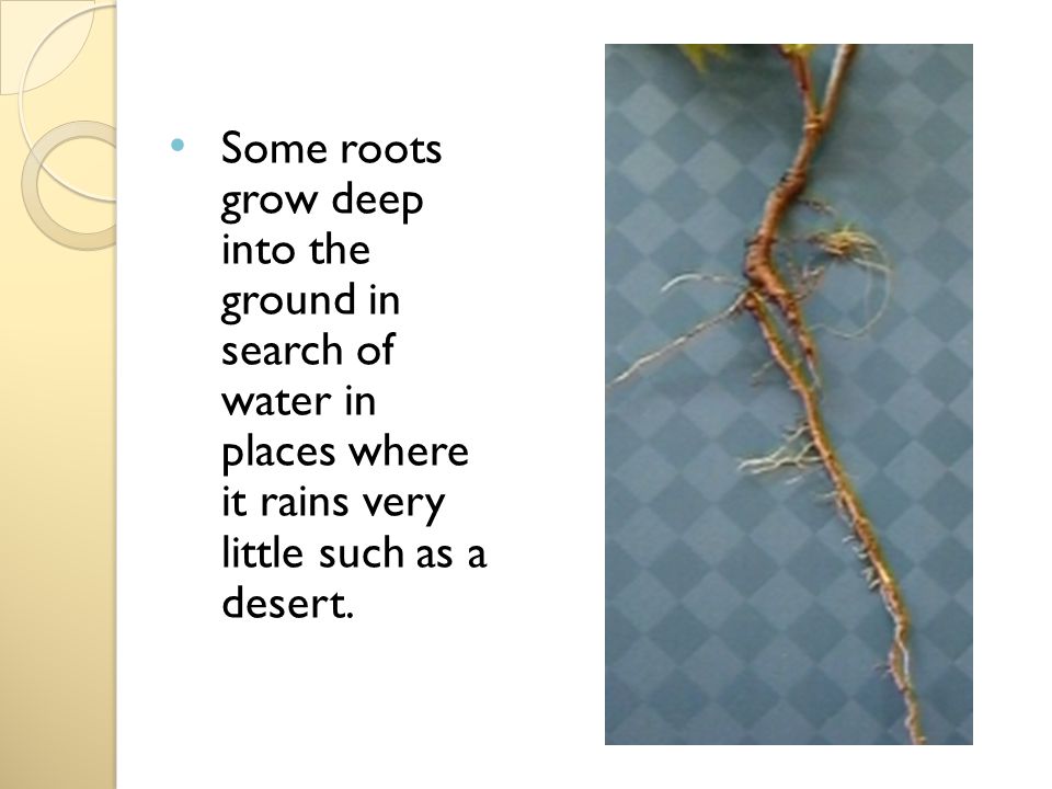 Some roots grow deep into the ground in search of water in places where it rains very little such as a desert.