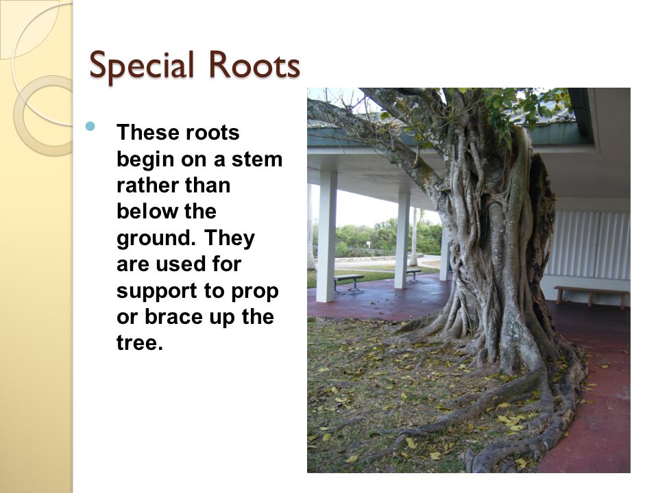 Special Roots These roots begin on a stem rather than below the ground.