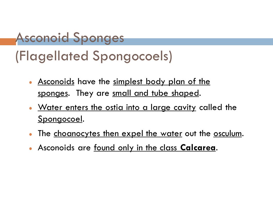Asconoid Sponges (Flagellated Spongocoels)