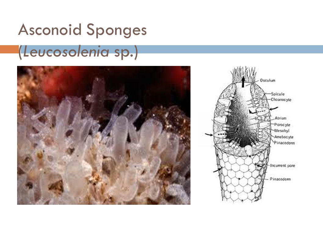 Asconoid Sponges (Leucosolenia sp.)