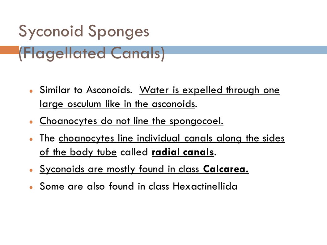 Syconoid Sponges (Flagellated Canals)