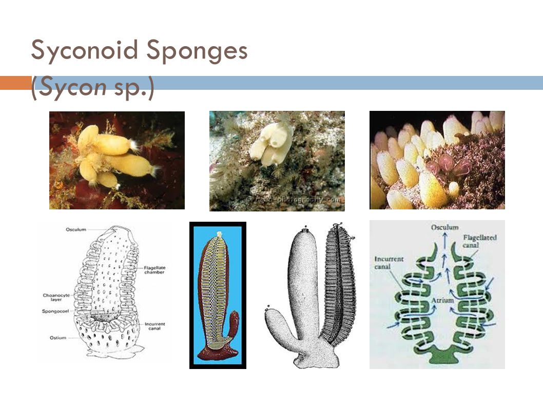 Syconoid Sponges (Sycon sp.)